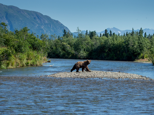 Icy Strait (Hoonah) grizzly Cruise Excursion Cost