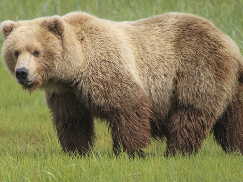 Icy Strait (Hoonah) Alaska / USA Brown bear Cruise Excursion Tickets