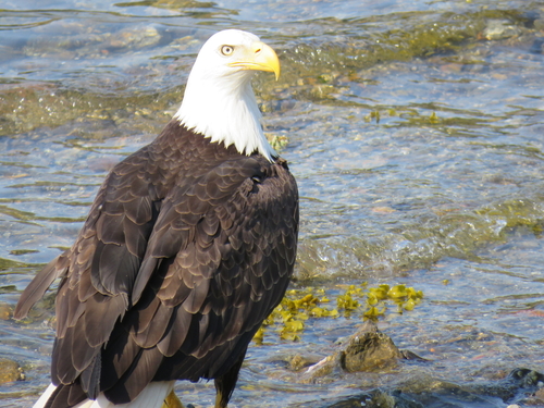 Icy Strait (Hoonah) Brown bear Excursion Reviews