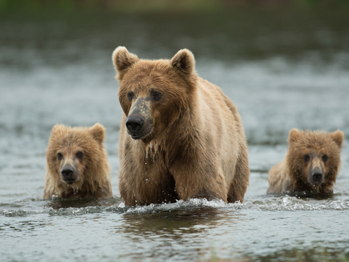 Icy Strait Exclusive Wildlife and Bear Excursion - Icy Strait Excursions