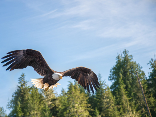 Icy Strait (Hoonah) Alaska / USA eagle Shore Excursion Booking