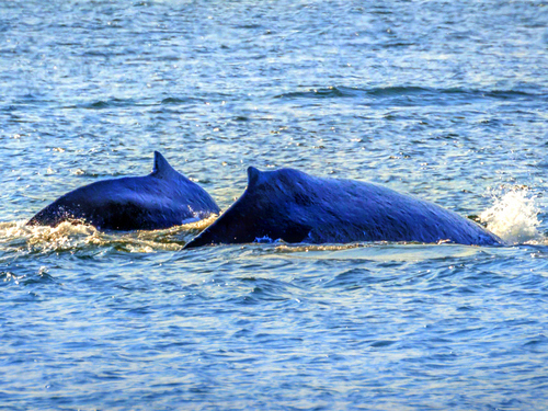 Icy Strait whale watching Excursion Cost