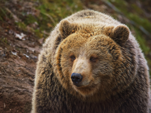 Icy Strait (Hoonah) nature walk Trip Tickets