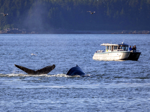 Icy Strait Humpback whale Shore Excursion Tickets