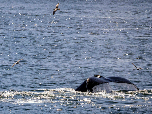 Icy Strait (Hoonah) eagle Excursion Reviews