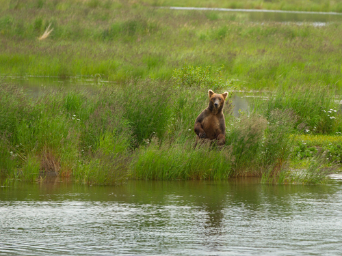 Icy Strait (Hoonah) Alaska / USA grizzly Excursion Booking