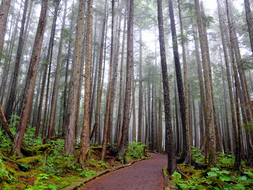 Icy Strait (Hoonah) eagle Trip Reservations