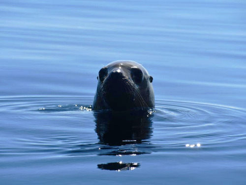 Icy Strait Lanscape Shore Excursion Prices