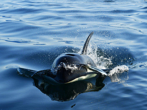 Icy Strait Lanscape Tour Booking