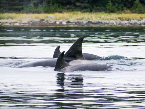 Icy Strait Lanscape Trip Prices