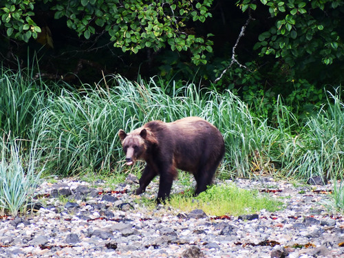 Icy Strait Nature Excursion Tickets