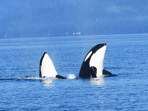 Icy Strait Nature Shore Excursion Reviews