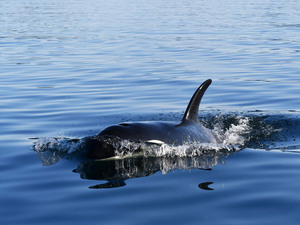 Icy Strait Whale-Watching Excursion with Live Drone Footage