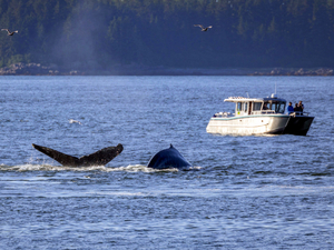 Icy Strait Whale Watching Excursion