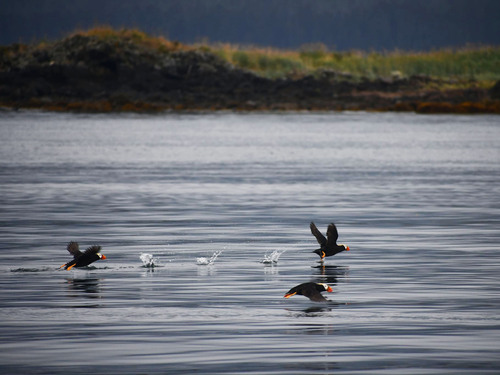 Icy Strait Whale Watching Trip Reviews