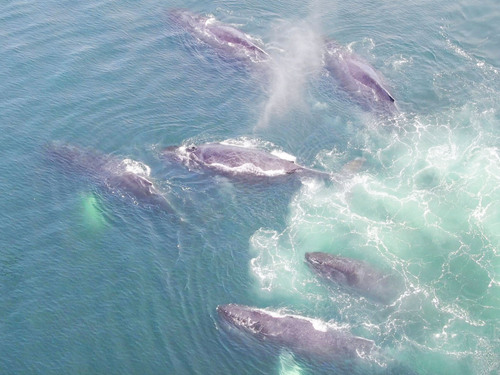 Icy Strait Whales Cruise Excursion Booking