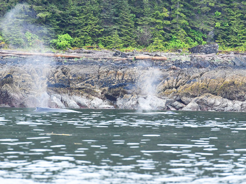 Icy Strait Whales Excursion Booking