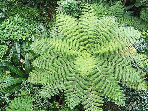 St. Lucia (Castries)  aerial tram Cruise Excursion Reservations