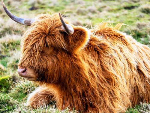 Invergordon Best of Highlands and Sightseeing Excursion 