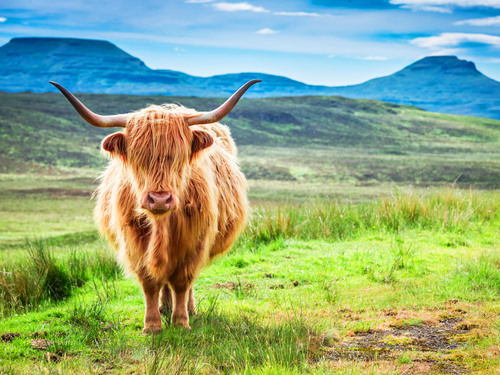 Invergordon Private Scottish Highlands Excursion