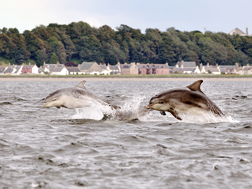 Invergordon Monster Hunt Sightseeing Cruise Excursion Booking
