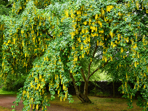 Invergordon Scotland Cupped Stone Sightseeing Excursion Reviews