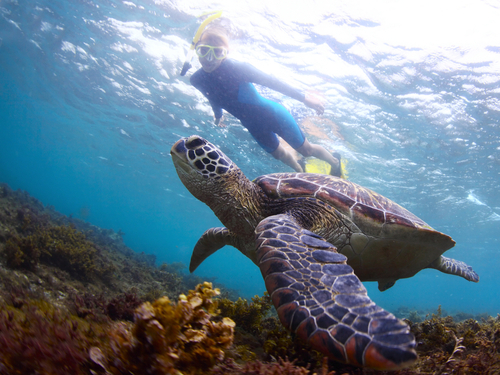 Belize Goff's Caye snorkel Tour Reservations