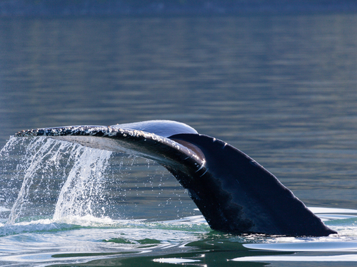 Juneau whale watching Shore Excursion Booking