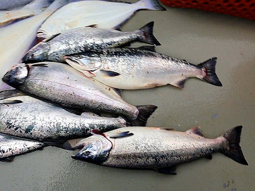 Juneau half day fishing Booking Shore Excursion