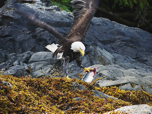 Juneau Alaska / USA Picnic Kayak Tour Reservations