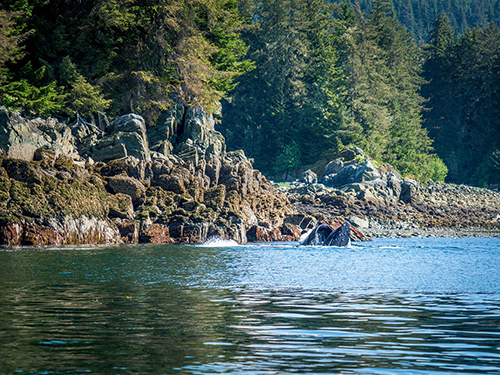 Juneau Alaska / USA Wildlife Kayak Tour Booking