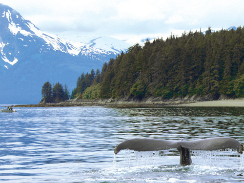 Juneau Marine life Excursion Reservations