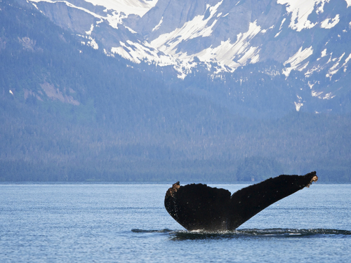 Juneau Alaska / USA Orcas Shore Excursion Reviews