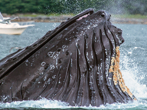 Juneau Alaska / USA Humpback Tour Cost