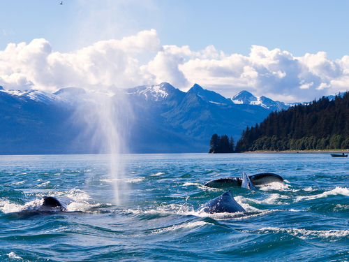 Juneau Orcas Shore Excursion Reservations