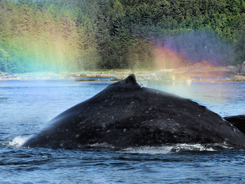 Juneau Alaska / USA Humpback Excursion Cost