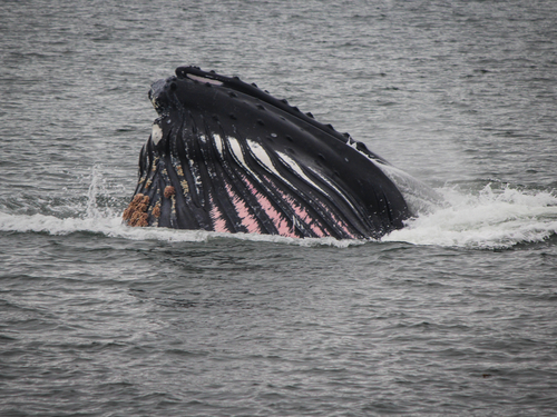 Juneau Alaska whale watching Cruise Excursion Prices