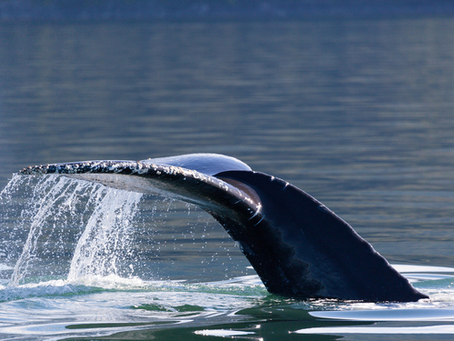 Juneau Alaska salmon bake Trip Reservations