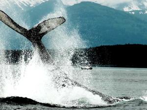 Juneau Exclusive Whale Watching Excursion