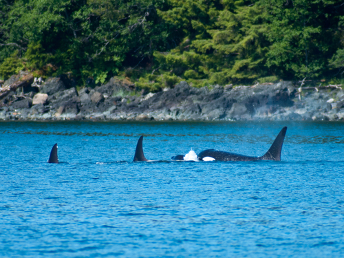 Juneau  Alaska  Cruise Excursion Cost