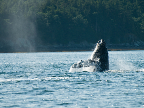 Juneau Alaska / USA Orcas Excursion Reviews