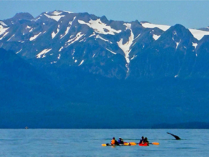 Juneau Kayak with Whales Excursion