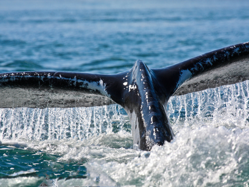Juneau Alaska / USA Marine life Trip Cost