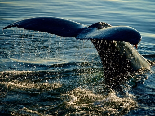 Juneau Orcas Trip Cost