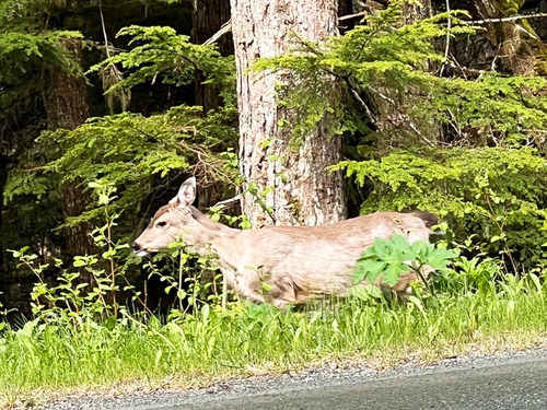 Juneau Private Highlights Sightseeing Excursion