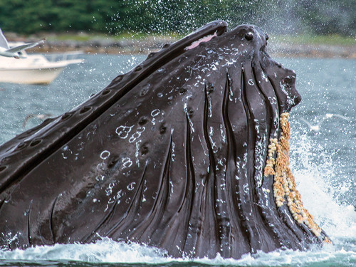 Juneau Alaska / USA Whale Watching Shore Excursion Booking