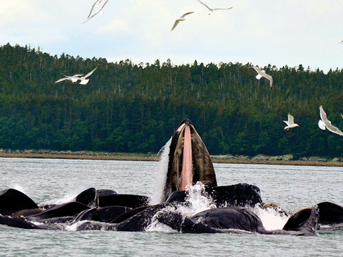 Juneau Orcas Excursion Reviews