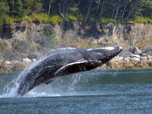 Juneau Orcas Trip Tickets