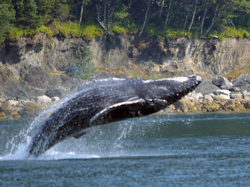 Juneau King Crab Cruise Excursion Reservations