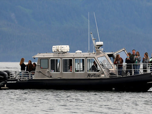 Juneau whale watching Cruise Excursion Reservations